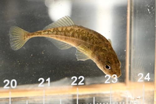 Amur Stickleback
