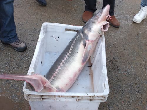 Amur Sturgeon