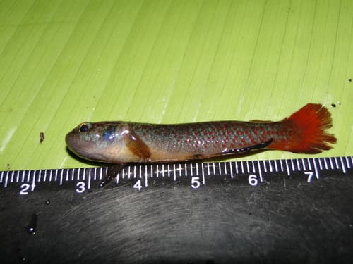 Anablepsoides limoncochae