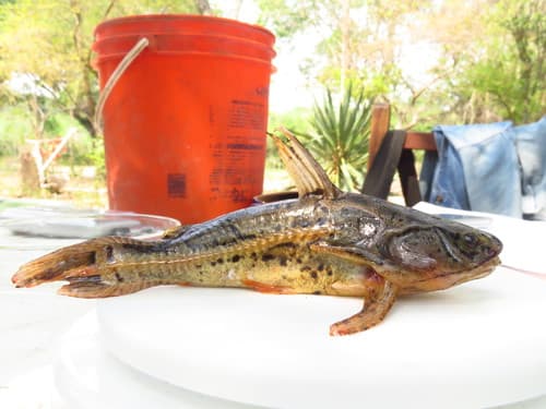 Weddell's Talking Catfish