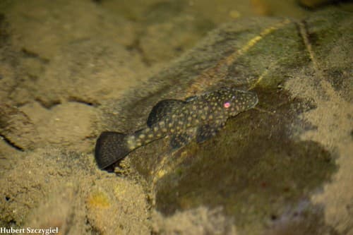 Chagre's Bristlenose Pleco