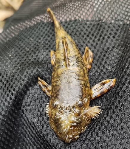 L147 Bristlenose Pleco