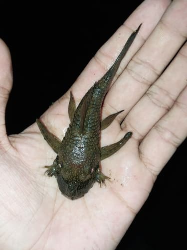 Ancistrus trinitatis