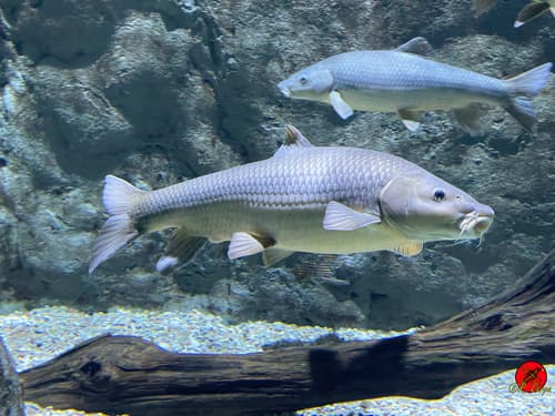 Andalusian Barbel