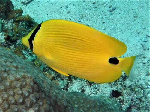 Andaman Butterflyfish