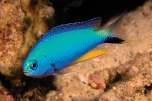 Andaman Damselfish