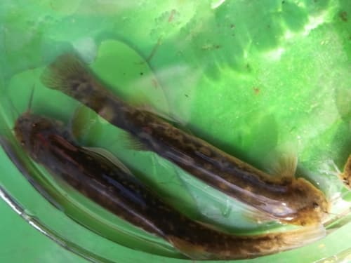 Andean Pencil Catfish