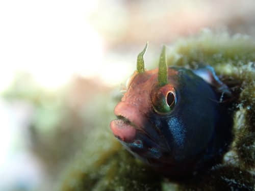 Angel Tube-Blenny