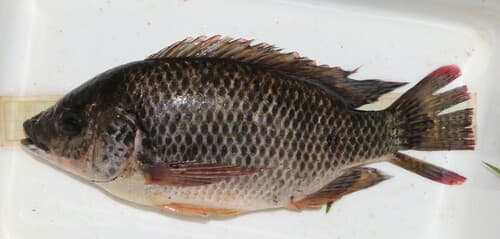Angolan Tilapia