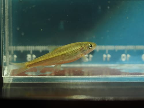 Large-scaled Minnow