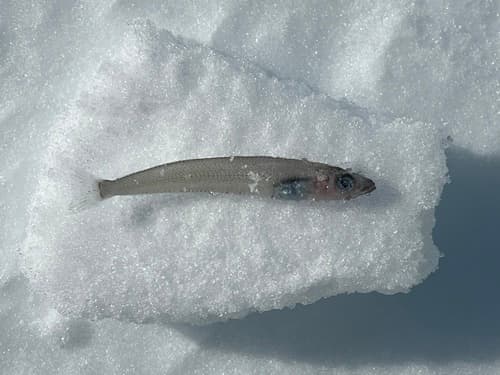 Antarctic Silverfish