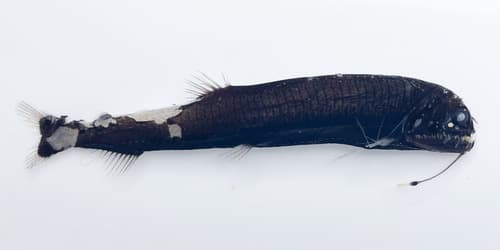 Antarctic Snaggletooth