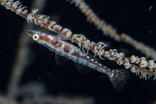 Antipatharia Goby
