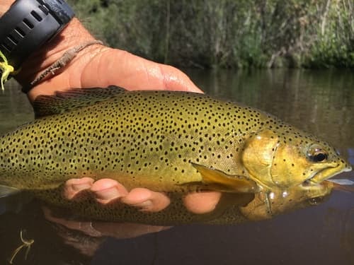 Apache Trout