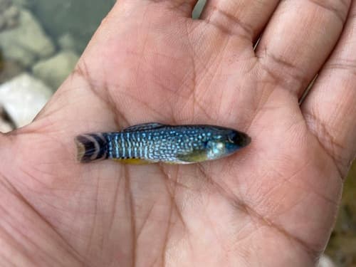 Aphaniops stoliczkanus