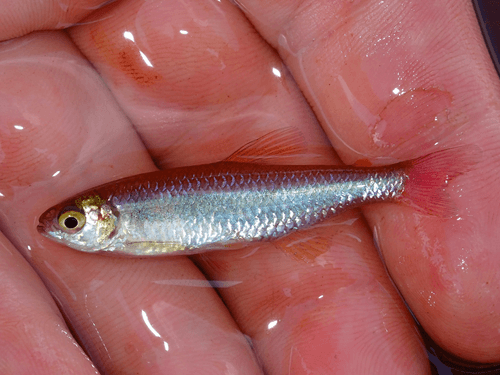 Redfin Tetra