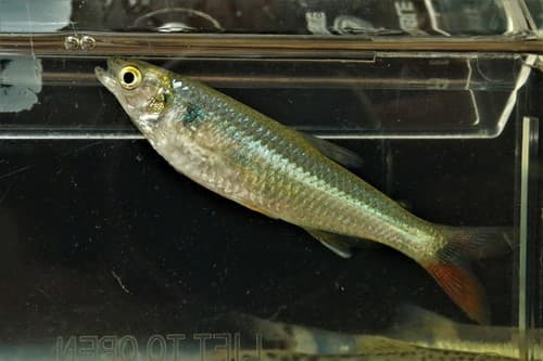 Red-finned Tetra