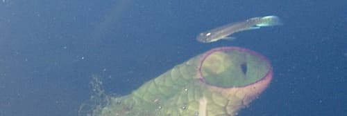 Aplocheilus kirchmayeri