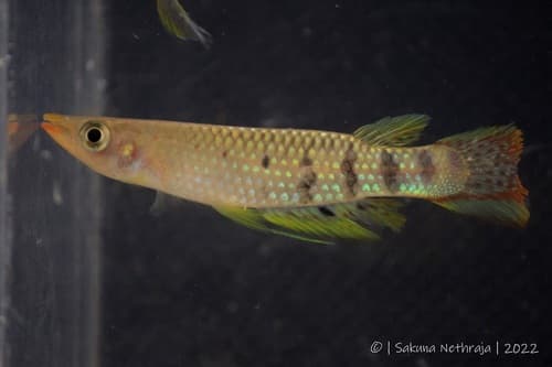 Werner's Killifish
