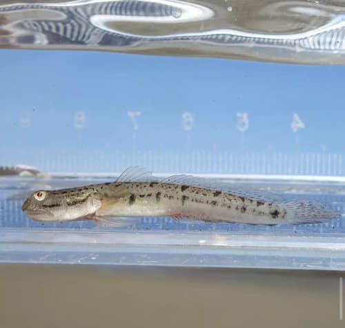 Spotted Mudskipper