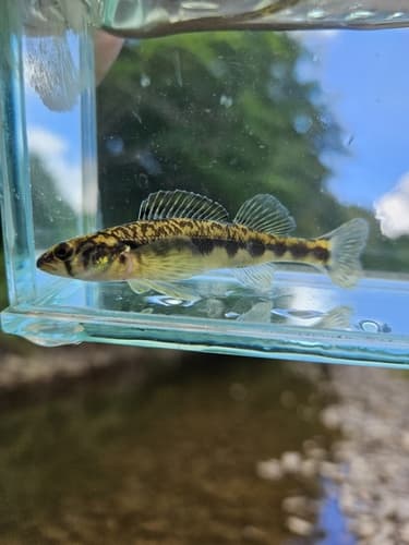 Appalachia Darter