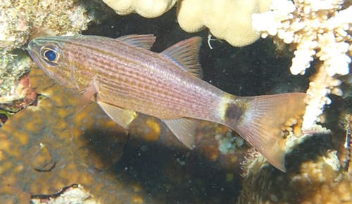 Aqaba Cardinalfish