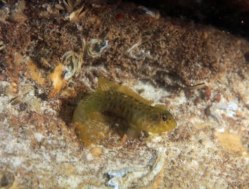 Arab Blenny