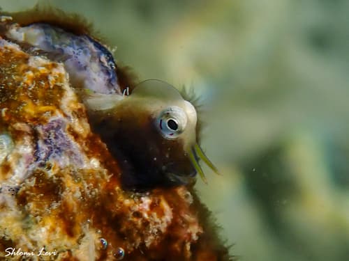 Arabian Blenny