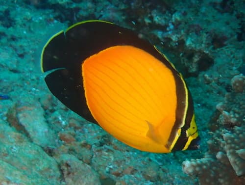 Arabian Butterflyfish