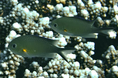 Arabian Chromis