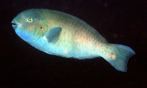 Arabian Parrotfish