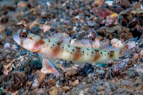 Arcfin Shrimpgoby