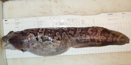 Arctic Eelpout
