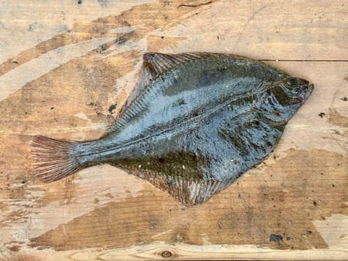 Arctic Flounder
