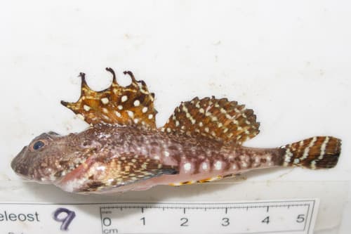 Arctic Hookear Sculpin