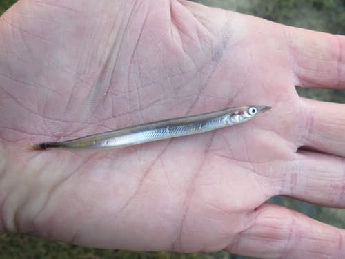 Arctic Sand Lance
