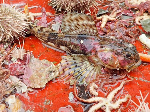 Arctic Staghorn Sculpin