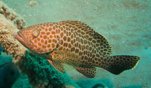 Areolate Grouper
