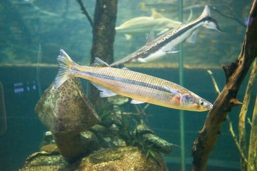 Argentinian Silverside