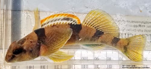 Arkansas Saddled Darter