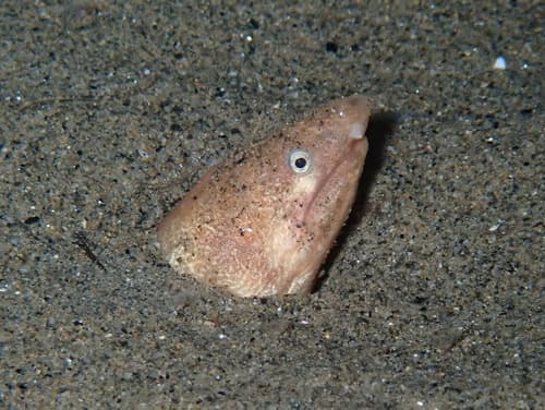 Armless Snake Eel