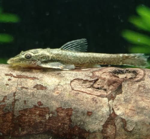 Armored Pixy Catfish