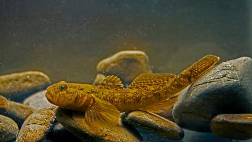 Arno Goby