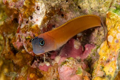 Aron's Blenny