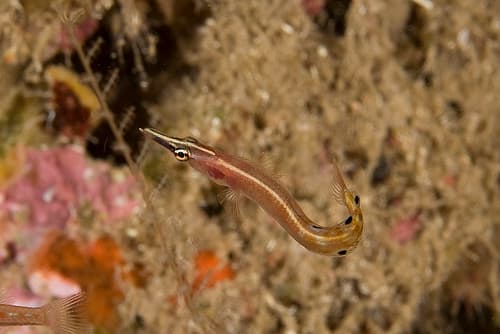 Arrow Blenny
