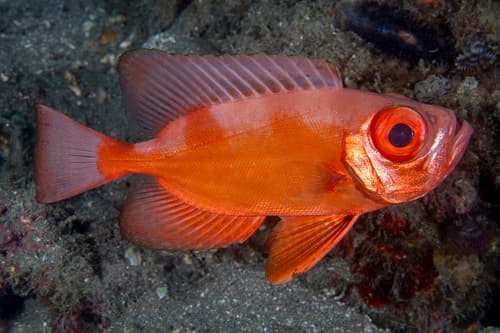 Arrowfin Bigeye