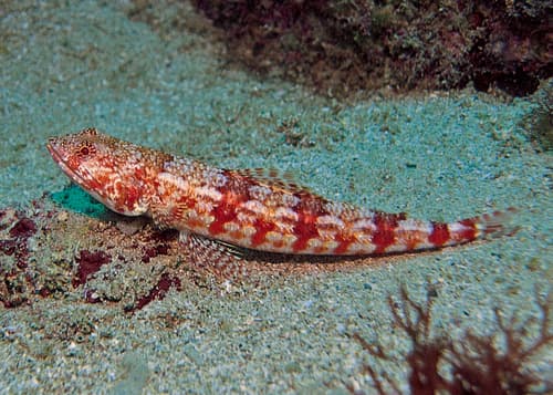 Arrowtooth Lizardfish
