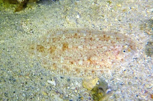 Aseraggodes diringeri