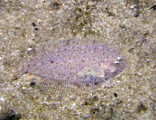 Xenicus Sole
