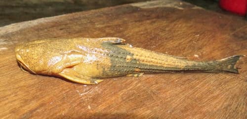 Asian Banjo Catfish